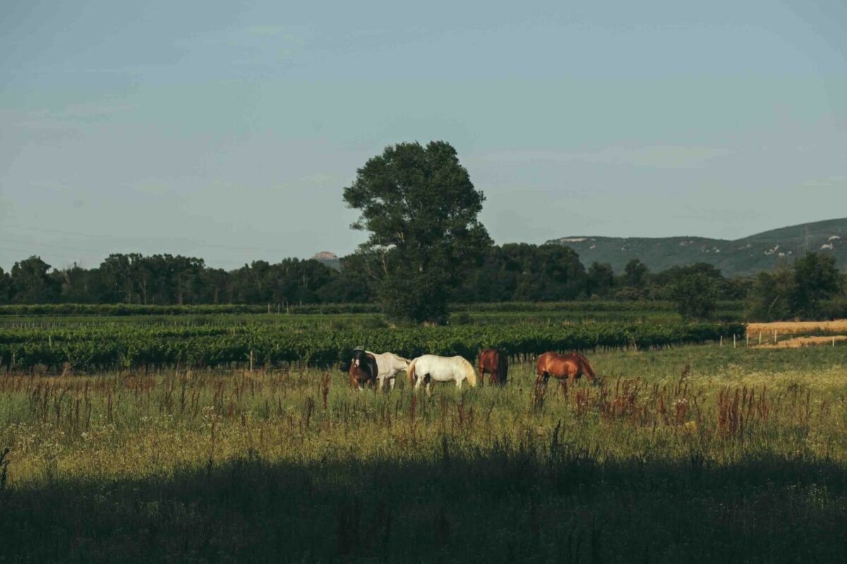 Saison 2026 en Ardèche : L’agenda Incontournable de vos sorties de printemps et d’été