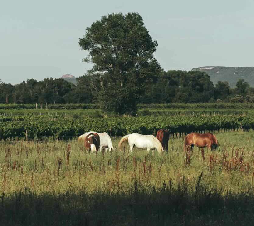 Les trésors de l’Ardèche : nature, gastronomie et villages à découvrir au départ du Domaine le C4